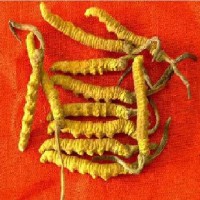 广州市区回收冬虫夏草4头1克为中等级5只1克是下等级